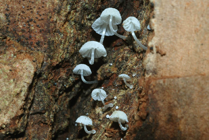 Marasmius ramealis? (Mycena sp.)